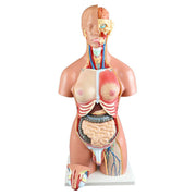 Dual-Sex Human Torso with Open Back for Science and Nature from Le Naturaliste