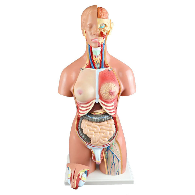 Dual-Sex Human Torso with Open Back for Science and Nature from Le Naturaliste