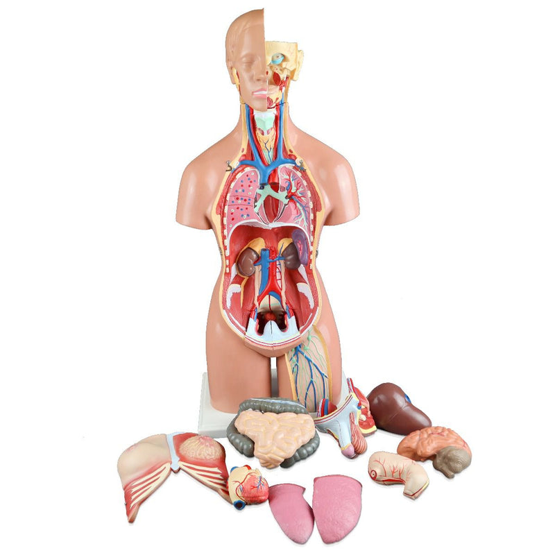 Dual-Sex Human Torso with Open Back for Science and Nature from Le Naturaliste