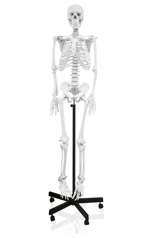 HUMAN SKELETON, LIFE-SIZED for Science and Nature from Le Naturaliste