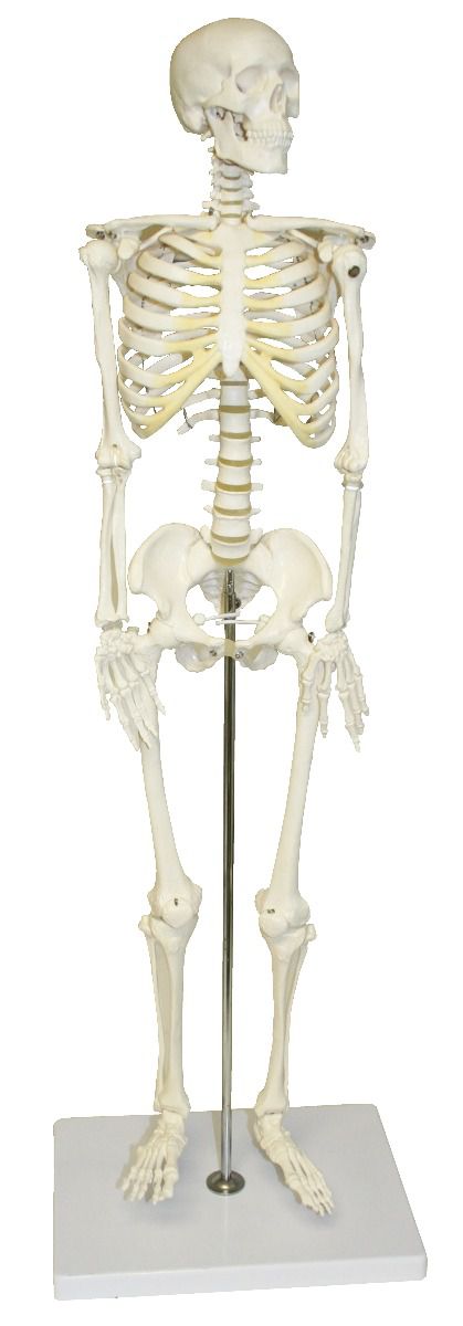 HUMAN SKELETON 85CM for Science and Nature from Le Naturaliste