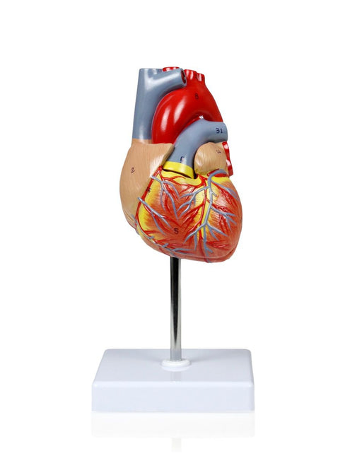HEART MODEL, LIFE-SIZE, 2 PARTS for Science and Nature from Le Naturaliste