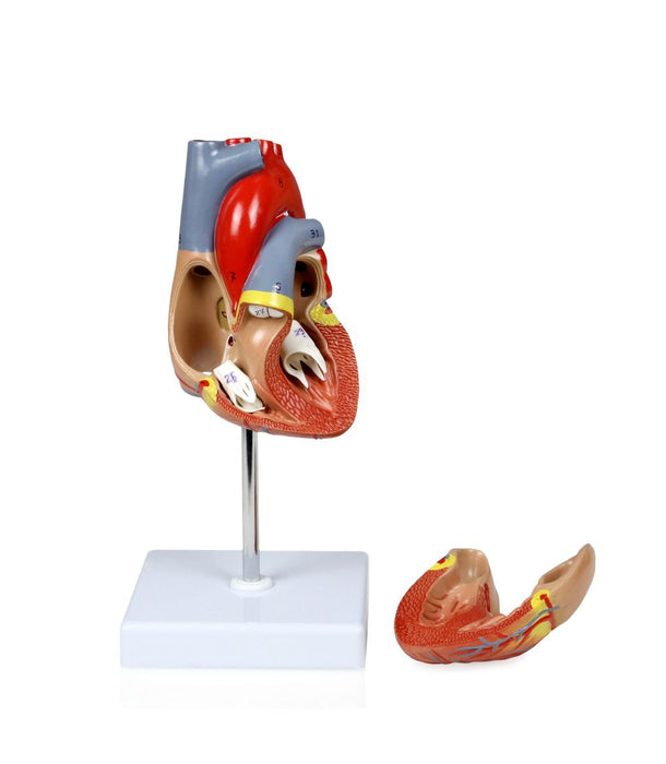 HEART MODEL, LIFE-SIZE, 2 PARTS for Science and Nature from Le Naturaliste