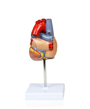 HEART MODEL, LIFE-SIZE, 2 PARTS for Science and Nature from Le Naturaliste