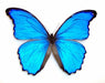 Morpho didius (male) for Science and Nature from Le Naturaliste