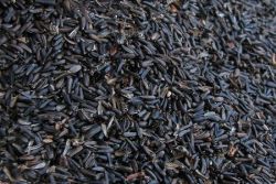 NYJER SEEDS, 2KG for Science and Nature from Le Naturaliste