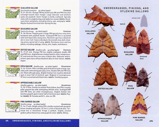 MOTHS OF NORTHEASTERN NORTH AMERICA (PETERSON FIELD GUIDE) for Science and Nature from Le Naturaliste