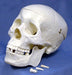 HUMAN SKULL MODEL for Science and Nature from Le Naturaliste