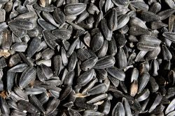 BLACK SUNFLOWER SEEDS, 1.8KG for Science and Nature from Le Naturaliste